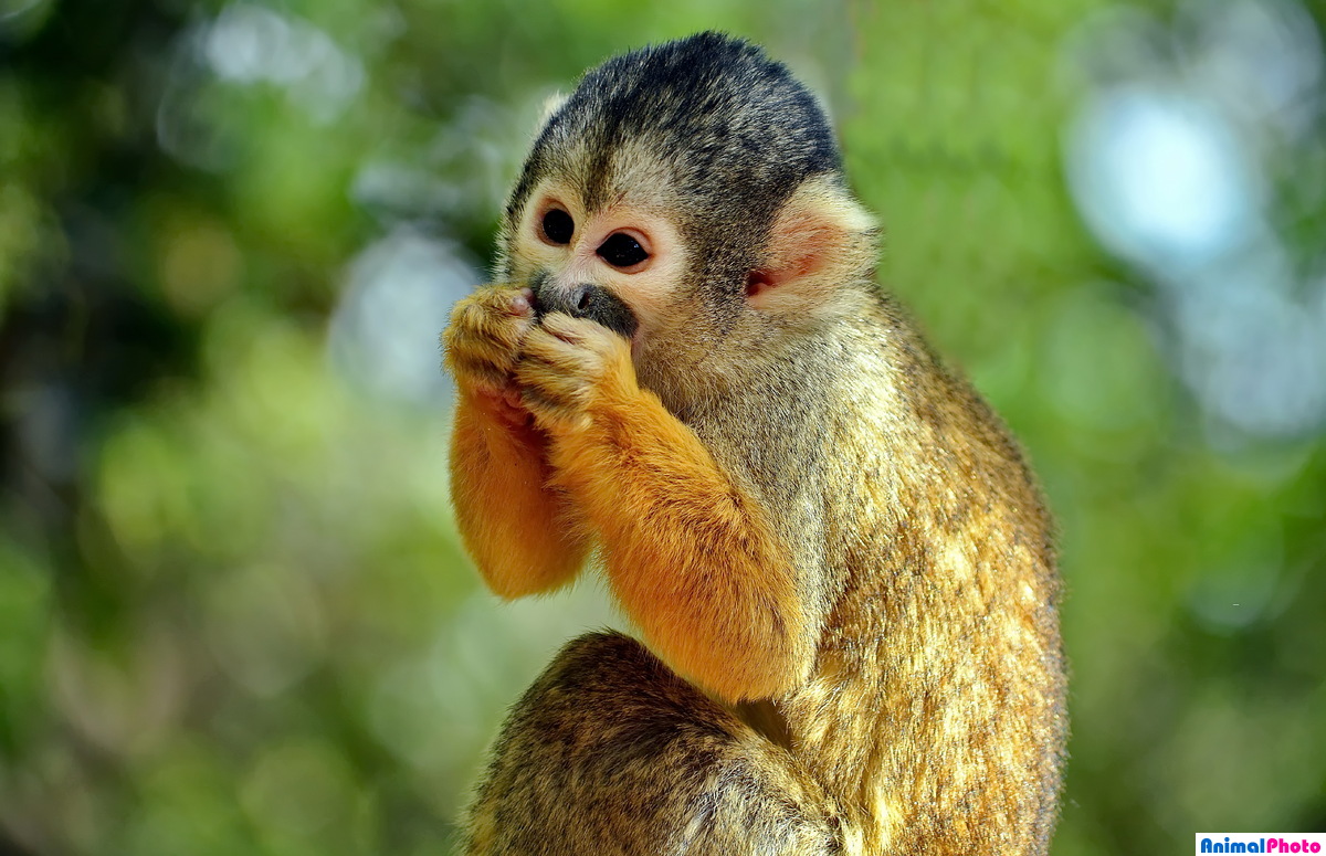 Squirrel monkey